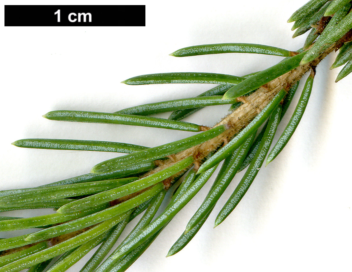 High resolution image: Family: Pinaceae - Genus: Picea - Taxon: likiangensis - SpeciesSub: var. rubescens